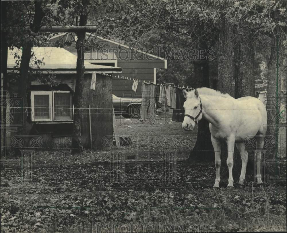 1982 Press Photo Horse stood near a home at Winnebago Mission in Wisconsin - Historic Images