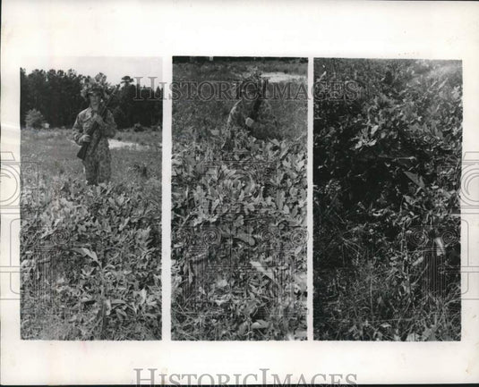 1957, Frank Pierce hides in Army detection course at Fort Benning - Historic Images