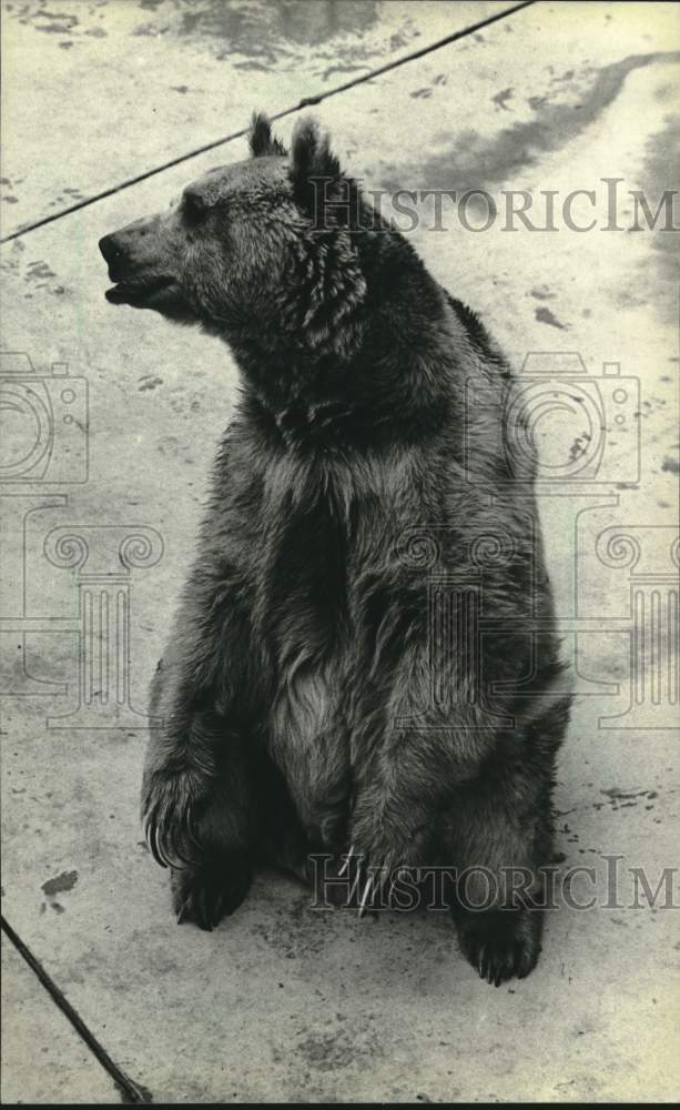 1981 Press Photo Elderly Syrian brown bear at Racine Zoological Gardens. - Historic Images