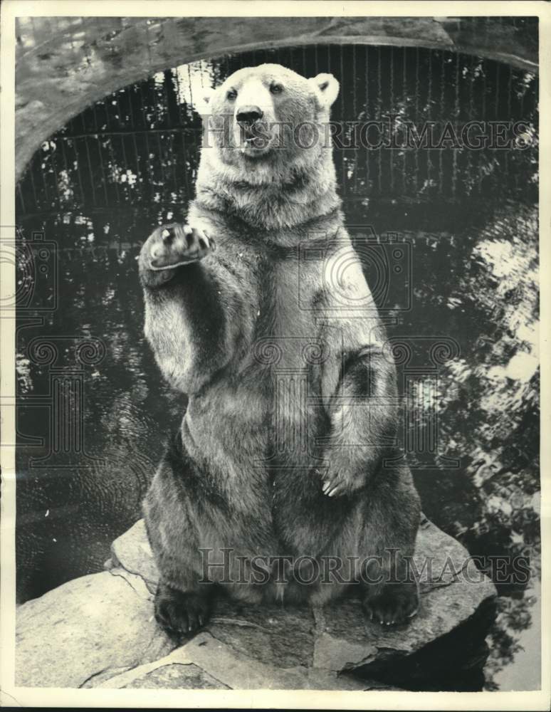 1957, A bear at the zoo sits upright and offers friendly wave. - Historic Images