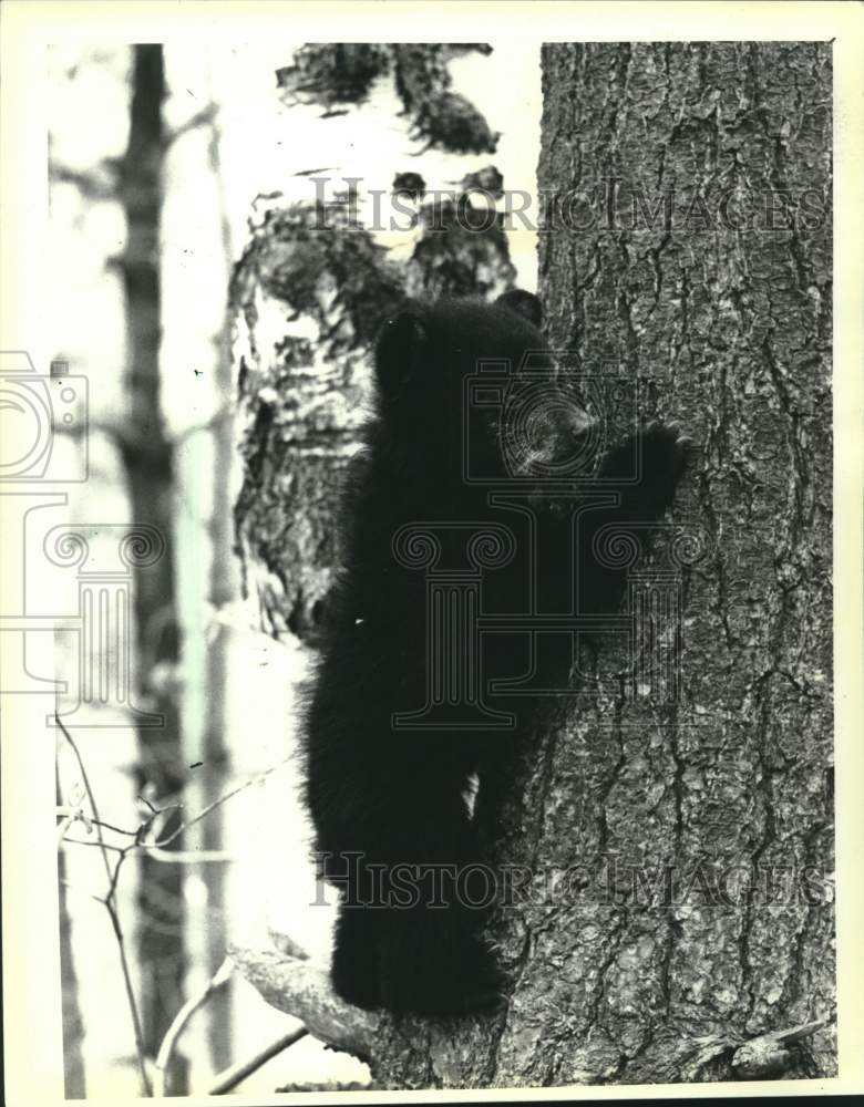 1986 Press Photo A black bear cub climbing tree in Marguette County, Michigan. - Historic Images