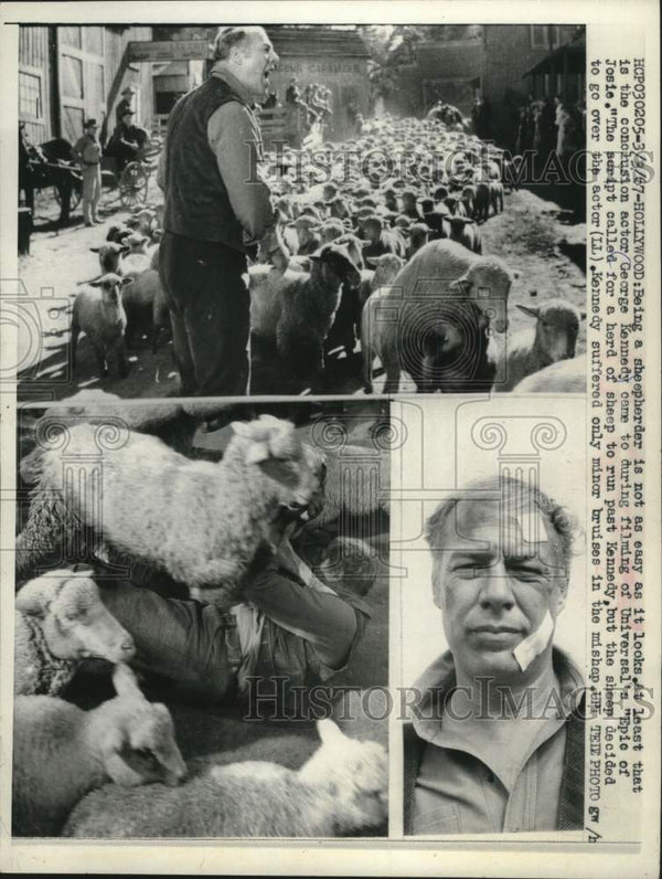 1967, Actor George Kennedy & sheep during filming of 