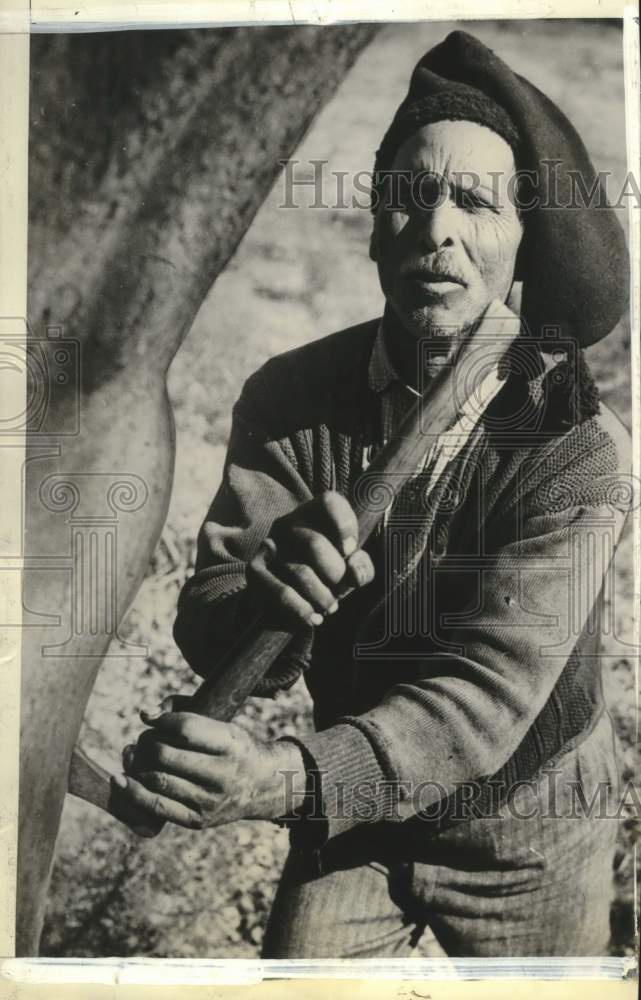 1936, Worker loosens bark on a cork tree in Portugal - mjc41095 - Historic Images