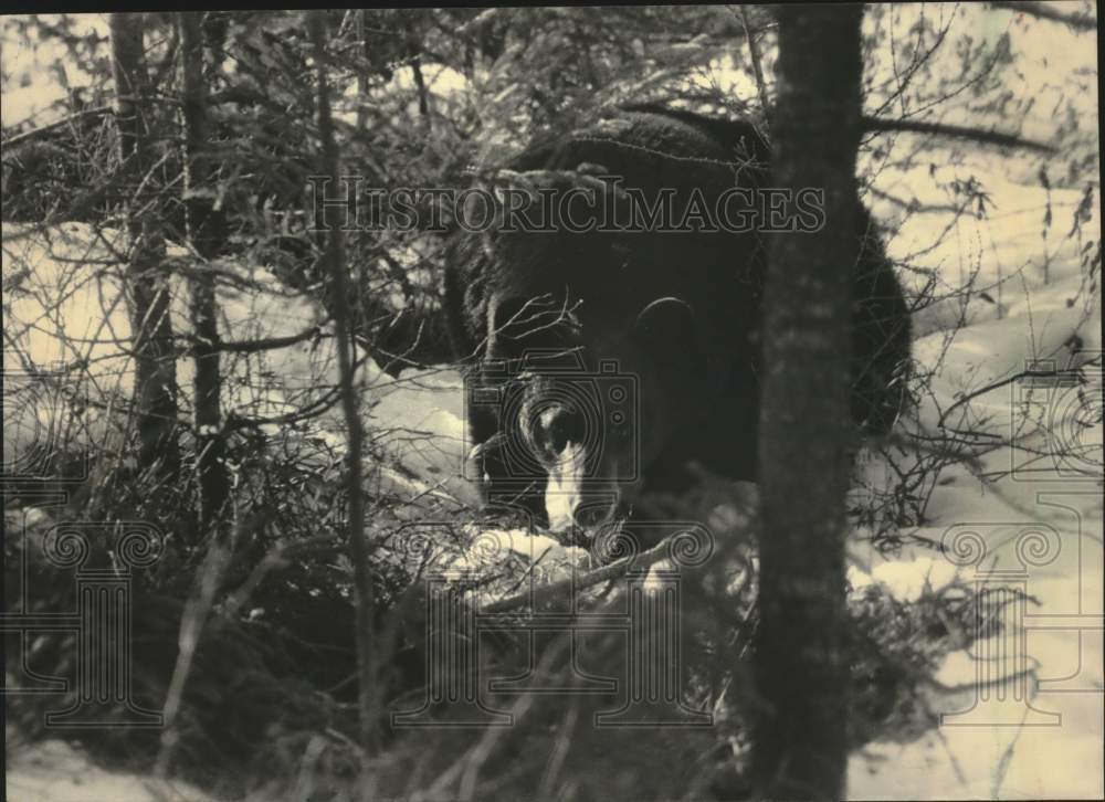 1987 Press Photo Black bear resting in the woods of northwest Wisconsin - Historic Images