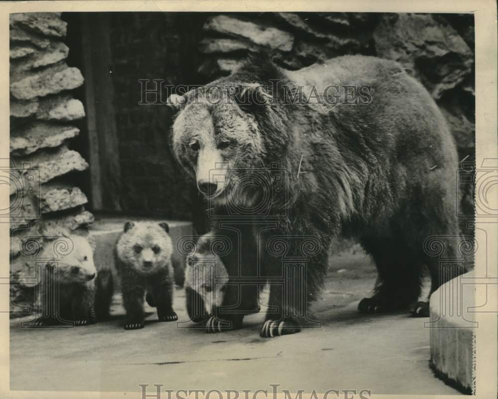 1948, Bear with three cubs in zoo enclosure - mjc41427 - Historic Images