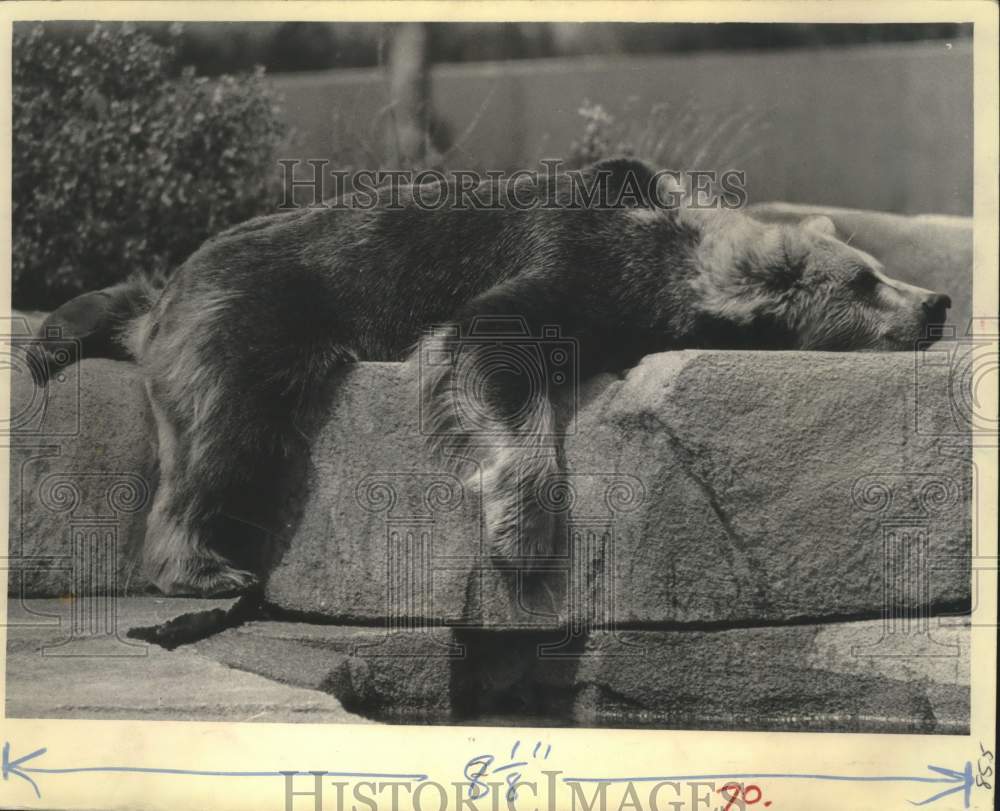 1965, Alaskan brown bear totally relaxing at the Milwaukee zoo. - Historic Images