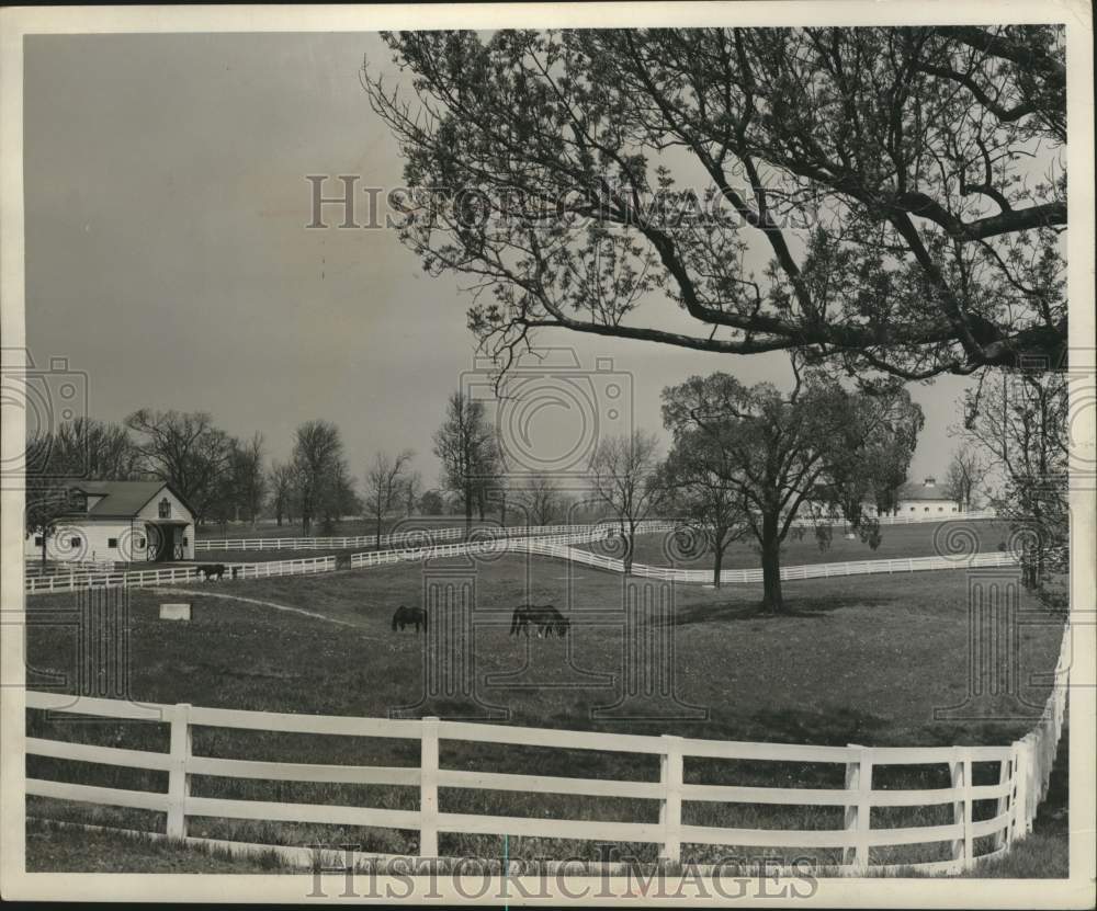 1956 Press Photo Horse Farm in Bluegrass area near Lexington, Kentucky- Historic Images