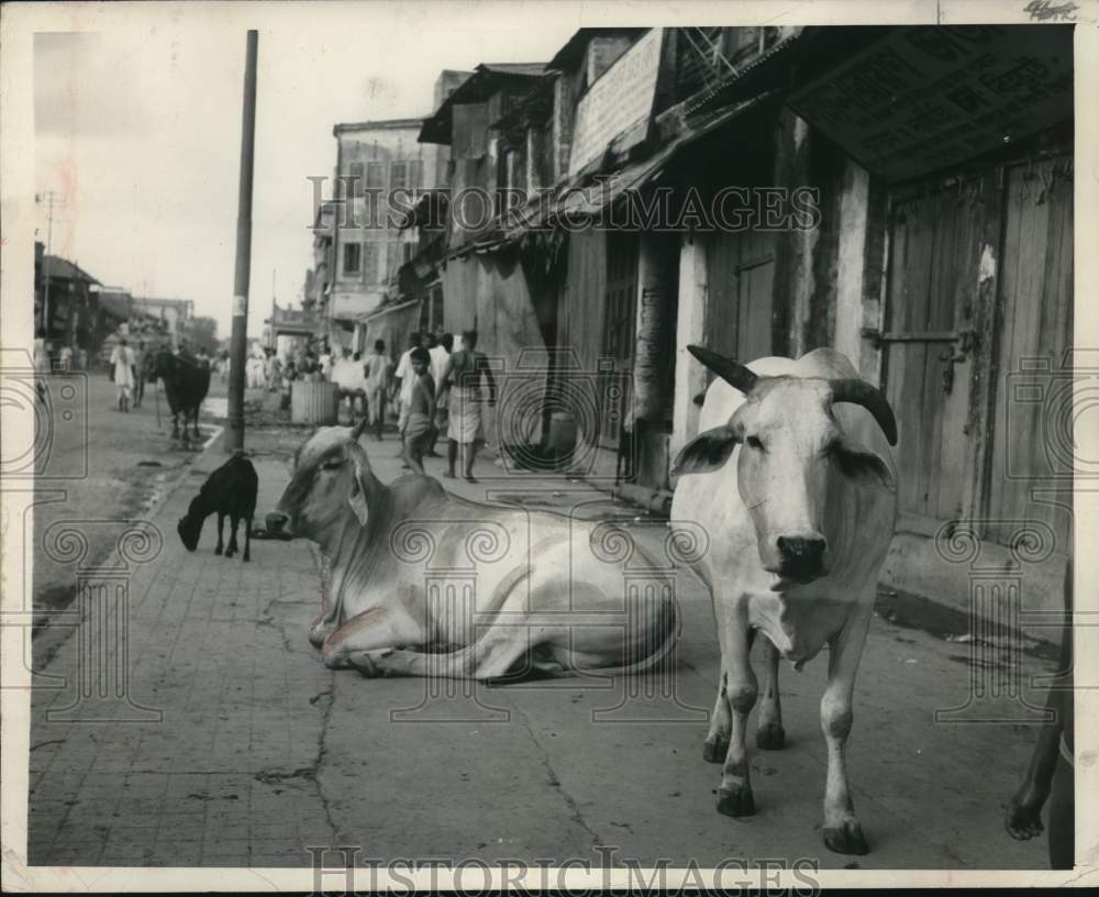 1947 Press Photo Sacred Cows Roam and Rest on the Streets of Calcutta, India - Historic Images
