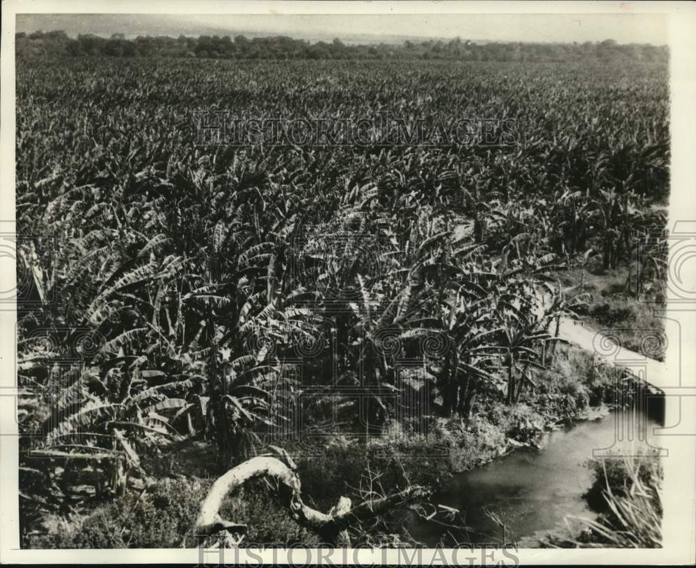 1940, Banana Plantation in a Central American Country - mjc42577 - Historic Images