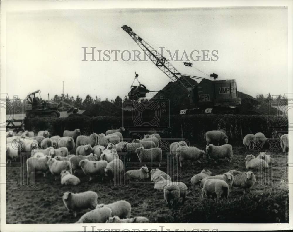 1967 Diseased Sheep Waiting to be Destroyed in Messcliffe, England-Historic Images
