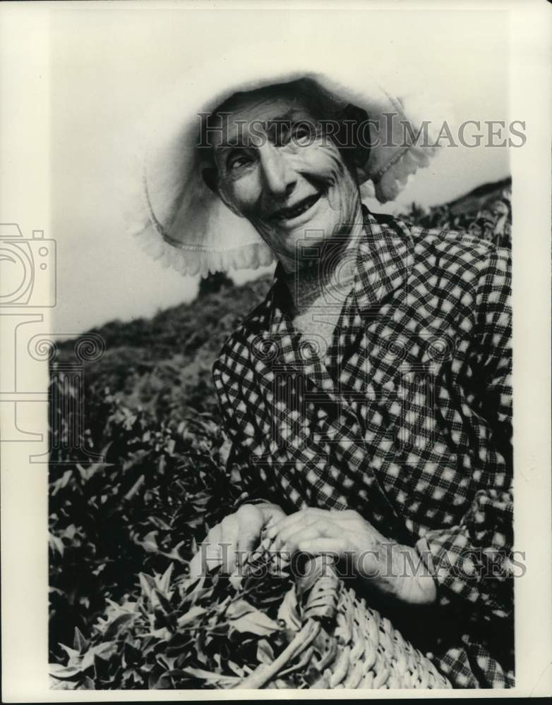 1964 Russian Hfaf Lasuria, Age 127, Gathers Tea Leaves From Field-Historic Images