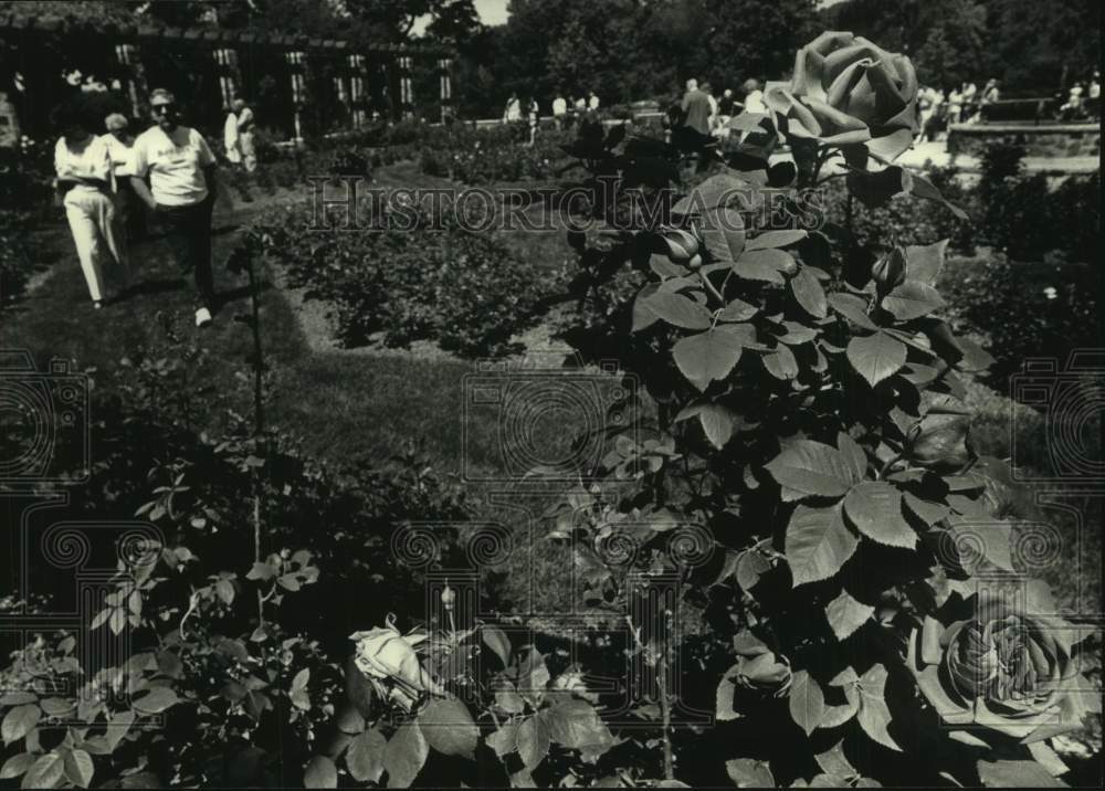 1989 Press Photo Roses at The Journal&#39;s Rose Festival, Boerner Botanical Gardens - Historic Images