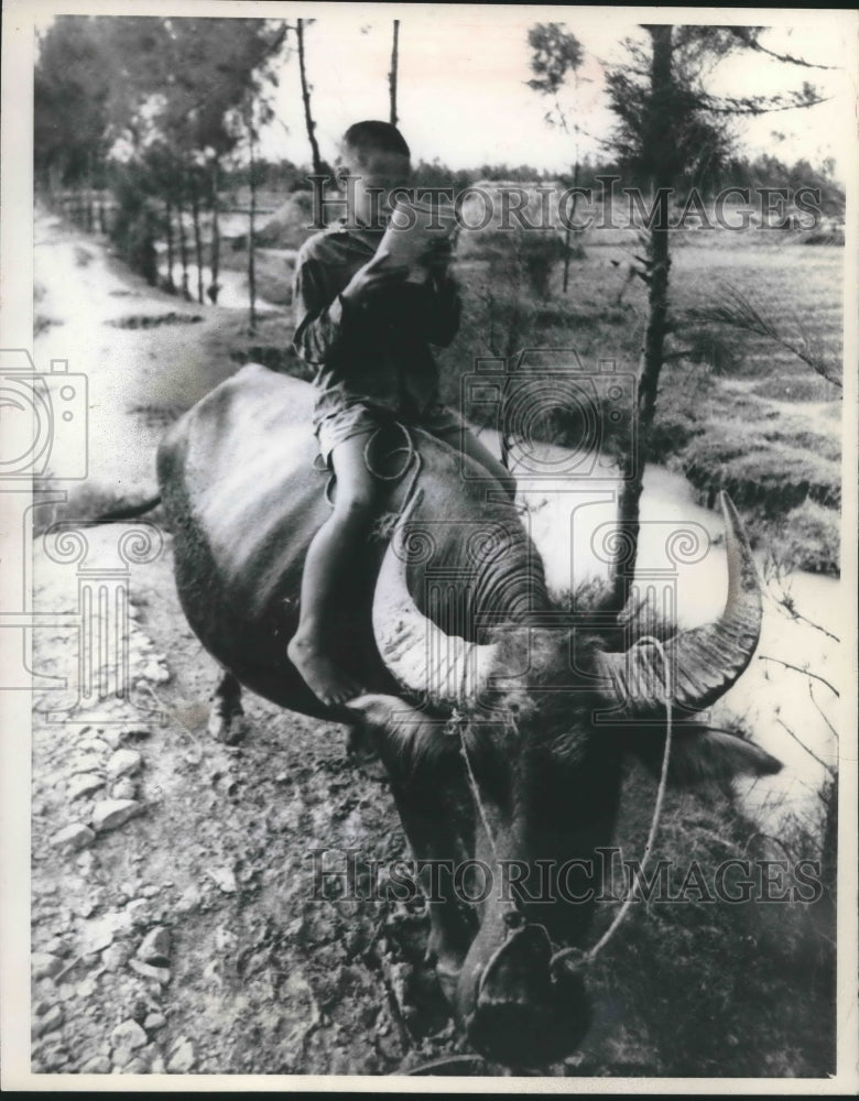 1969 Press Photo North Vietnamese Boy Rides Water Buffalo - Historic Images
