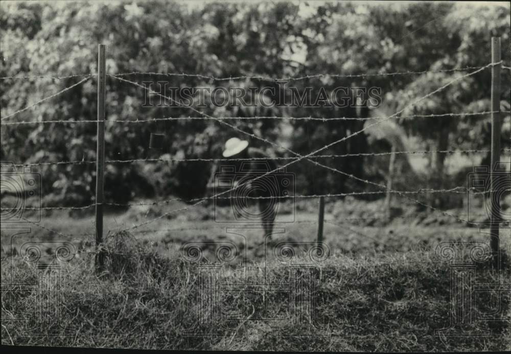 1965 Press Photo Rusty tin can serves as alarm when Viet Cong slip through. - Historic Images