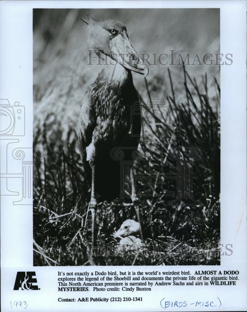 1993 Press Photo Mother and baby Shoebill - mjp01176- Historic Images