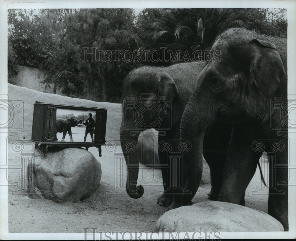 1980 Joyce and Geeta watching TV in Los Angeles Zoo  - Historic Images
