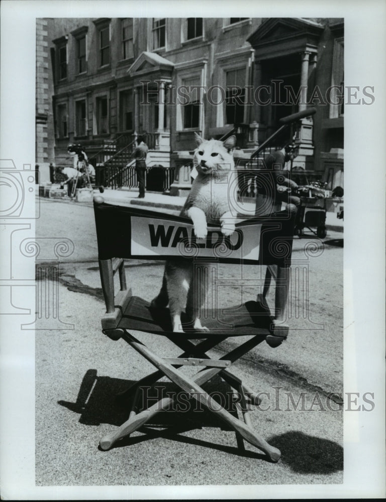 1979 Press Photo Waldo as a pet cat of Joe Don Baker in "Eischied" - mjp02467-Historic Images