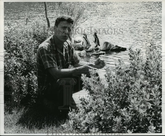 1968 Press Photo JimEbner, animal tracker at the lagoon with penguins at the zoo - Historic Images