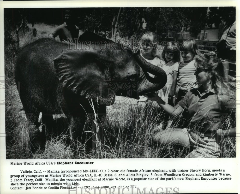 1990, Trainer Sherry Horn with elephant at Marine World Africa USA - Historic Images