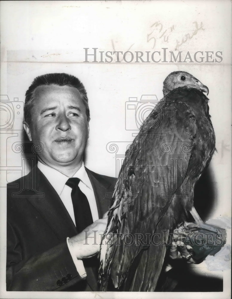 1955, Comedian George Gobel holding a hawk - Historic Images