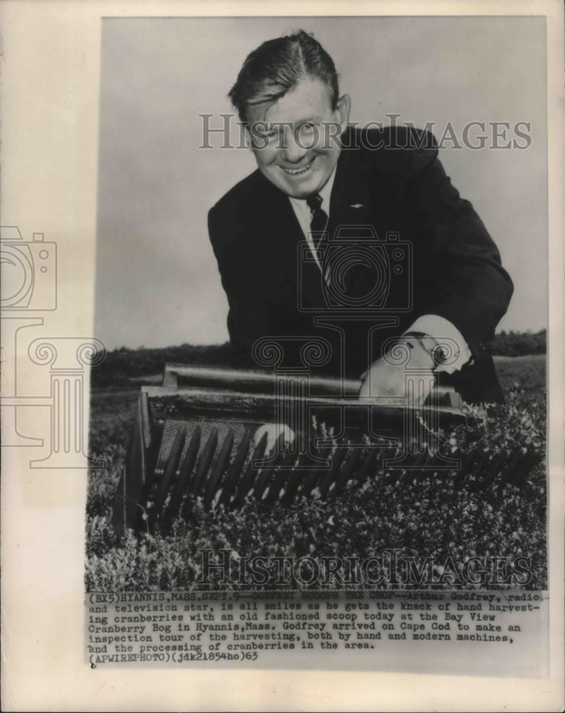 1963, Arthur Godfrey harvesting cranberries in Hyannis, Massachusetts - Historic Images