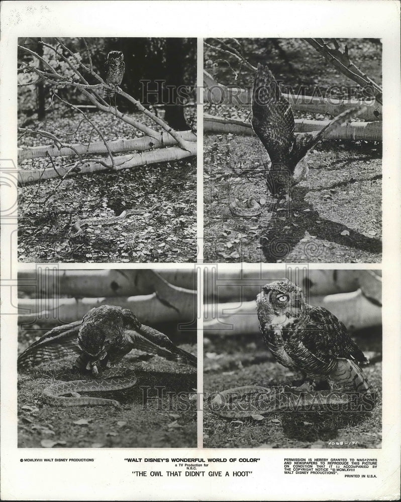 1968 A Great horned owl tangling with a rattle snake in Disney movie - Historic Images