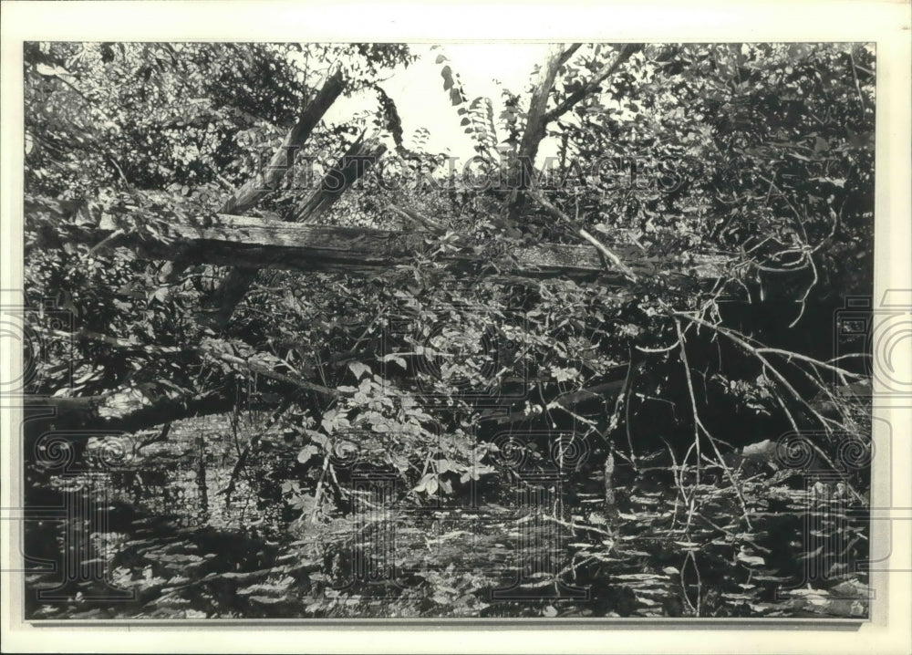 1986 Press Photo &quot;Cedarburg Creek&quot; photo-realist work by Bill Nichols - Historic Images