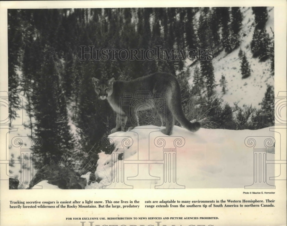 1990 Press Photo A cougar is sighted in the wilderness of the Rocky Mountains - Historic Images