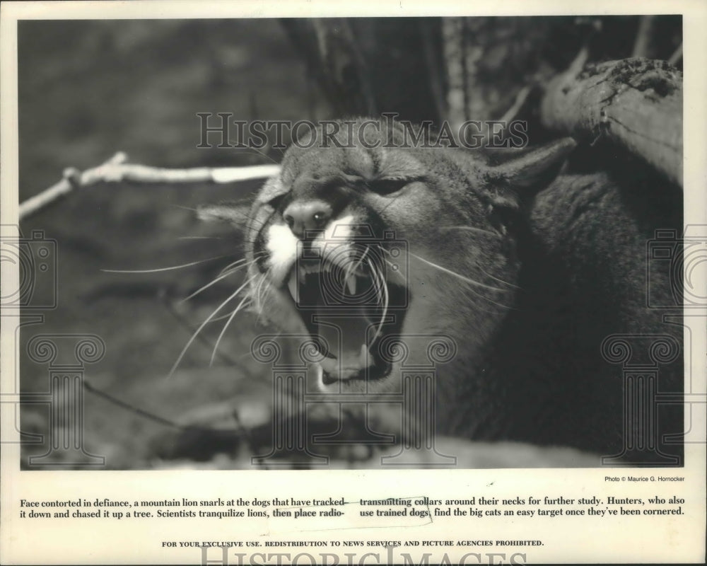 1990 Press Photo Snarling Mountain Lion - mjp25545 - Historic Images