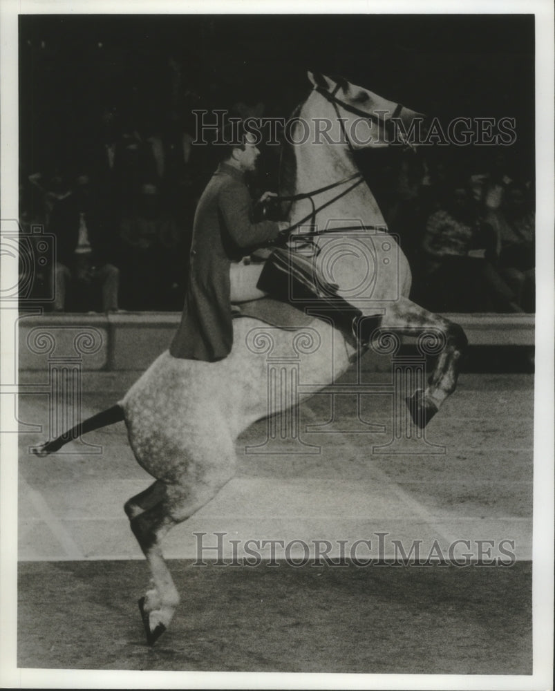 1973, Courbette rides horse in The Royal Lipizzan Stallion Show - Historic Images