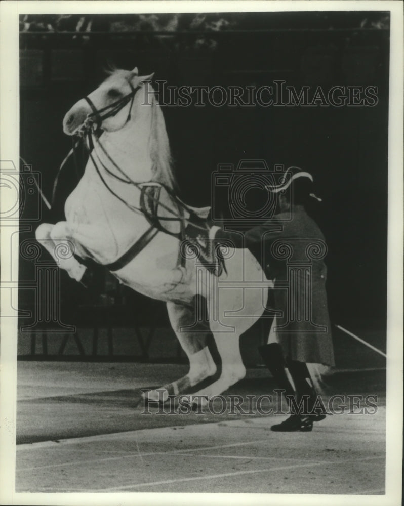 1973, Levade, the Lipizzan Stallion, The Royal Lipizzan Stallion Show - Historic Images