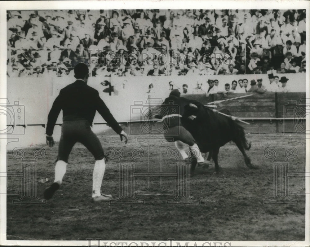1968 Press Photo Portuguese Style Bullfighting - Historic Images