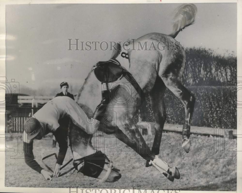 1956 Press Photo Major R.C.P. Murray &amp; Easter Breeze take spill at Sandown Park.- Historic Images