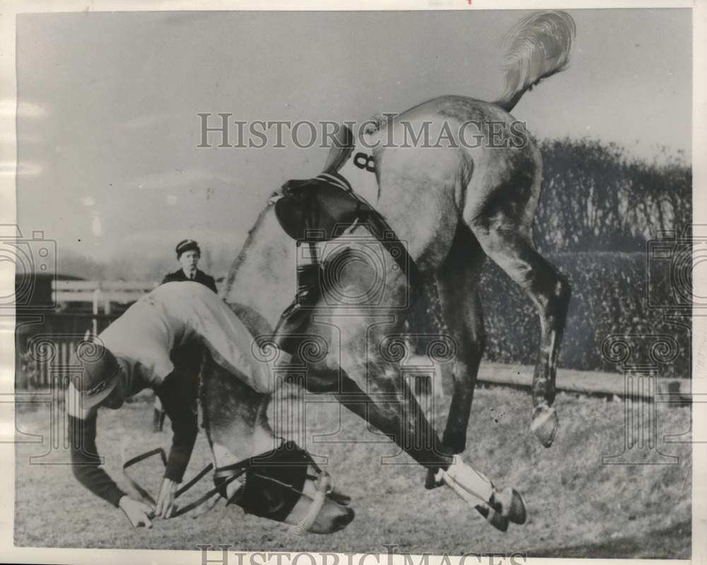 1956 Press Photo Major R.C.P. Murray & Easter Breeze take spill at Sandown Park.- Historic Images