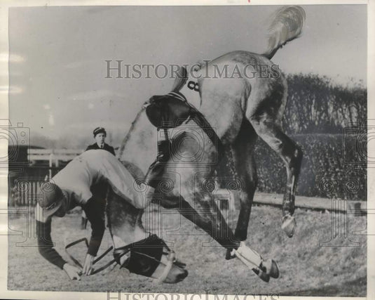 1956 Press Photo Major R.C.P. Murray & Easter Breeze take spill at Sandown Park.- Historic Images