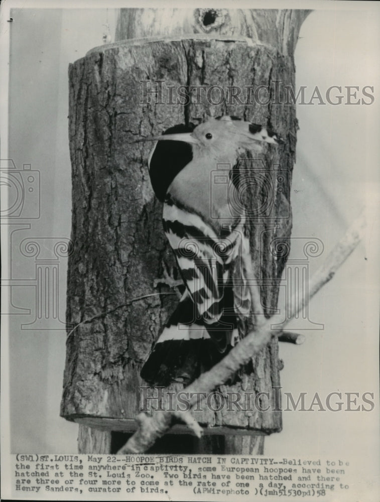 1958 Press Photo European Hoopoes hatched in captivity at St. Louis Zoo - Historic Images