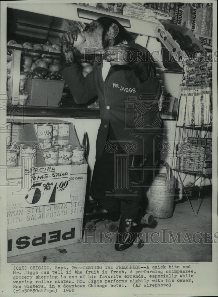 1968 Press Photo Performer chimp Mr. Jiggs, tastes fruit in Grocery, Chicago - Historic Images
