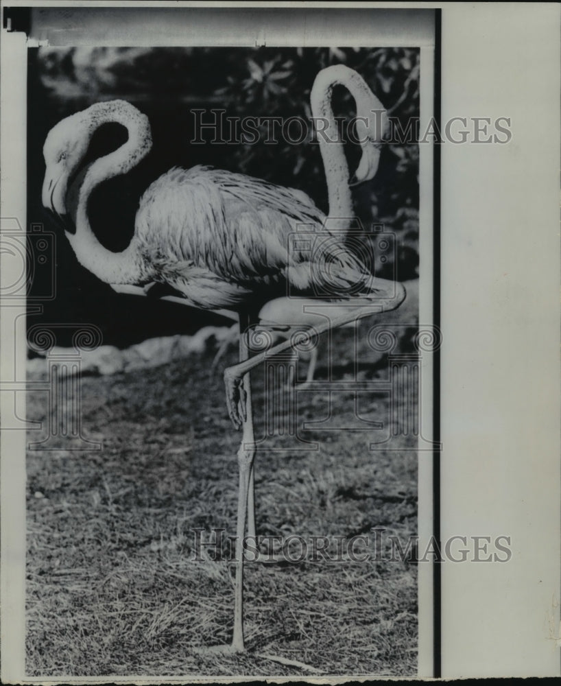 1968 Press Photo Two flamingos in Vancouver Zoo preening their plummage - Historic Images