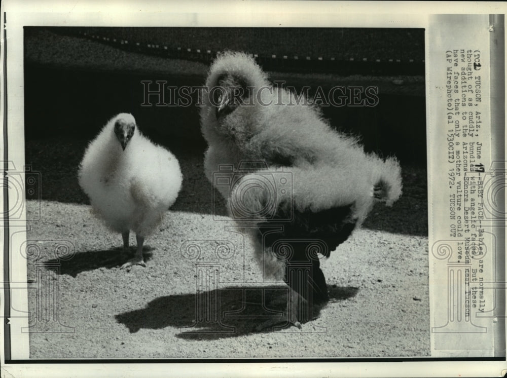 1972 Press Photo Baby Vultures at Arizona-Sonora Desert Museum, Tucson, Arizona - Historic Images