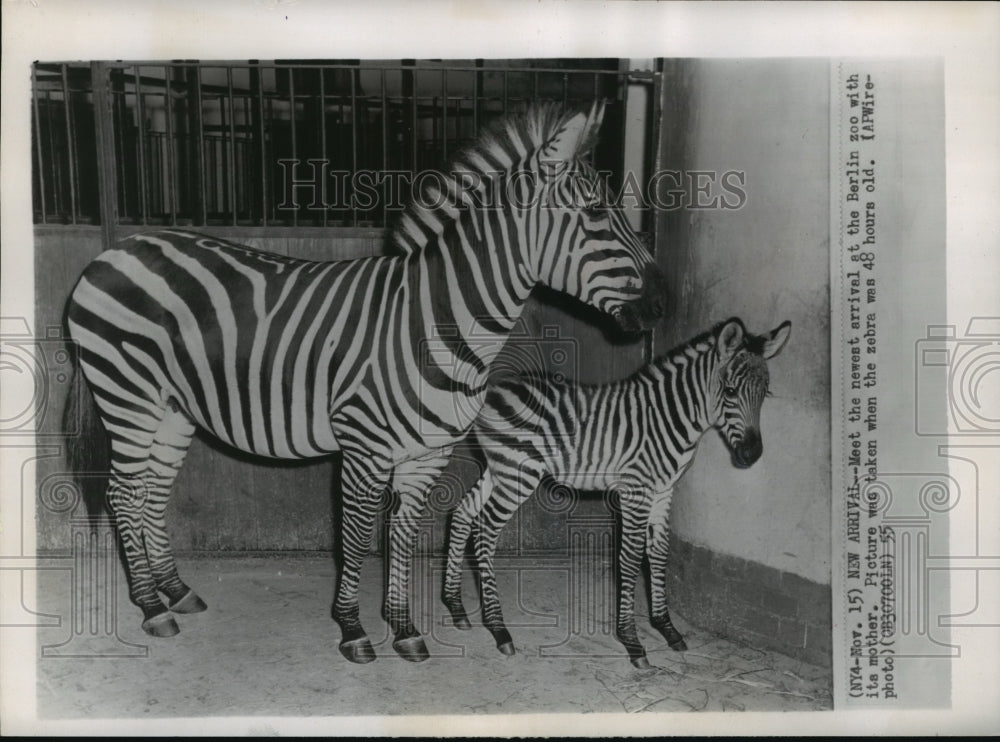 1955 New baby Zebra arrives with mother at Berlin Zoo - Historic Images