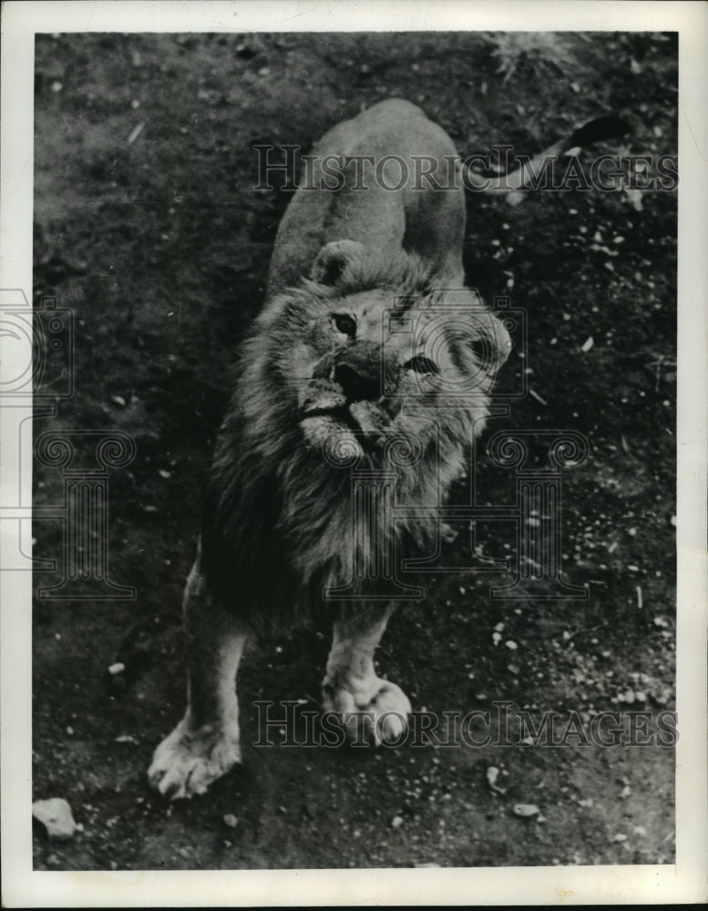 1942 lion - Historic Images