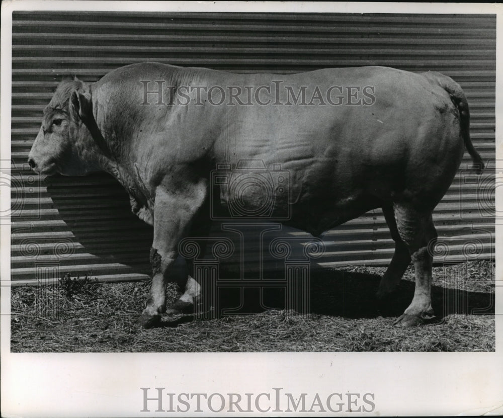 1962 Sir Michael, a Charolais breed of cattle that&#39;s become popular - Historic Images