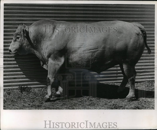 1962 Sir Michael, a Charolais breed of cattle that's become popular - Historic Images