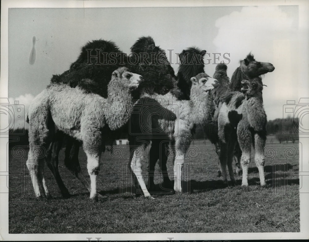 1957 Press Photo Triplets Born To Bactrian Camel At Zoo In Whipsnade, England - Historic Images