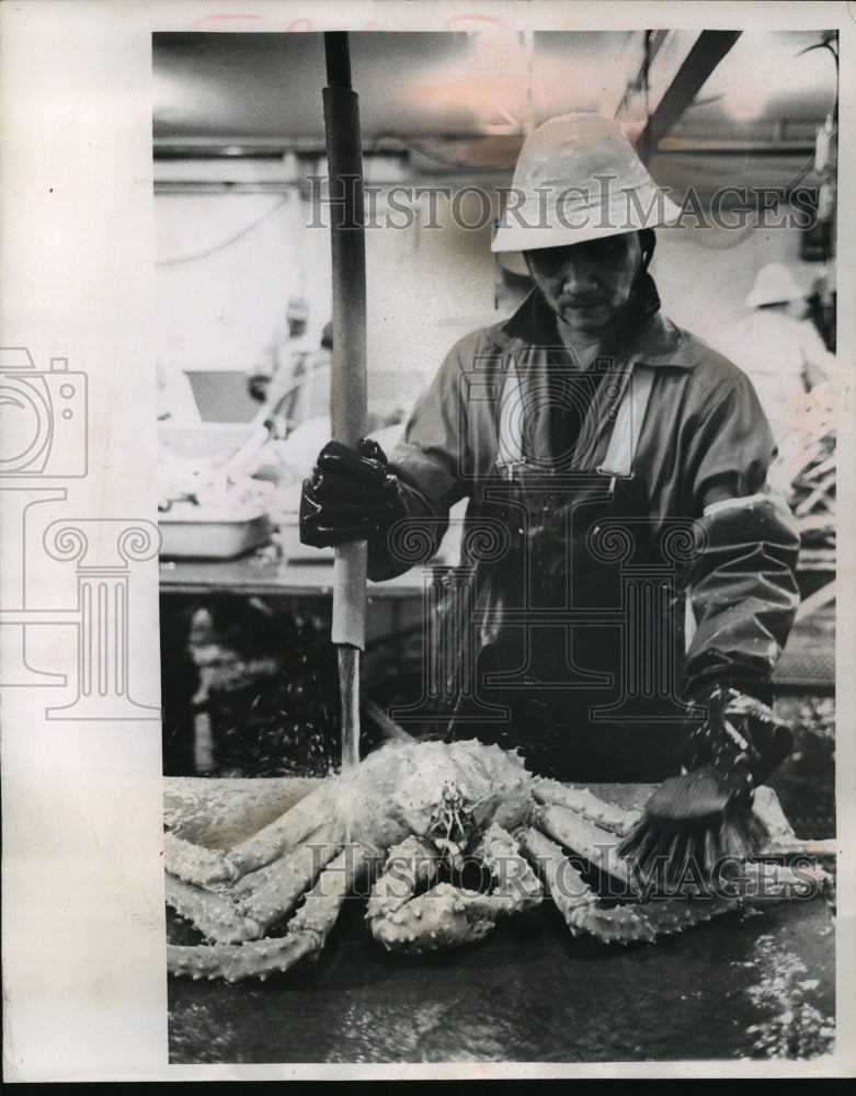 1963 Alaskan crab is washed and scrubbed before shipping - Historic Images