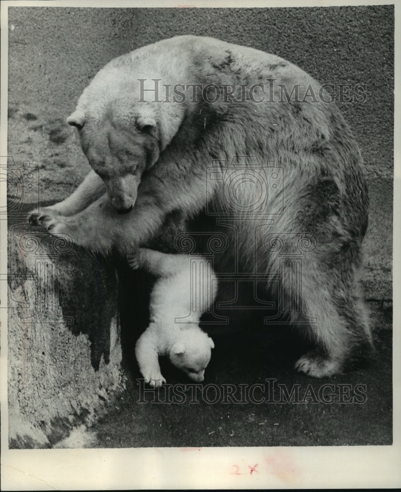 1973 Press Photo A mother Polar Bear watches her cub play at the London Zoo - Historic Images