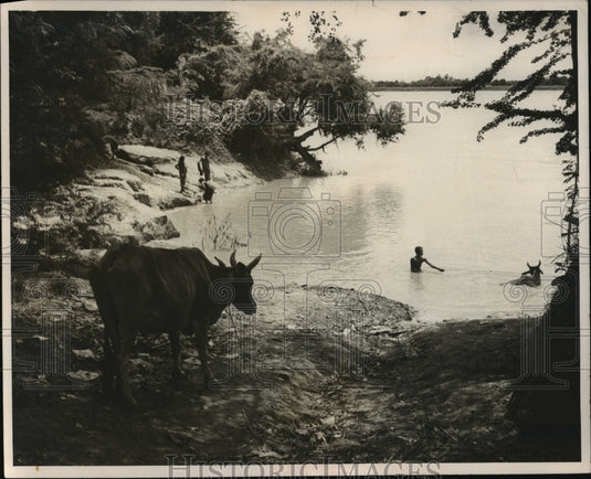 1971 Press Photo An ox grazed contentedly while its mate got taken for bath-Historic Images
