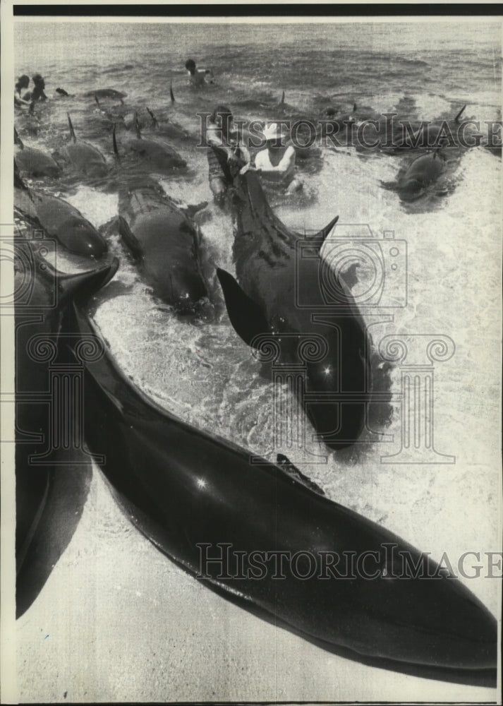 1976 Press Photo Beached Pilot Whales on Loggerhead Key, Florida - mjx03015-Historic Images