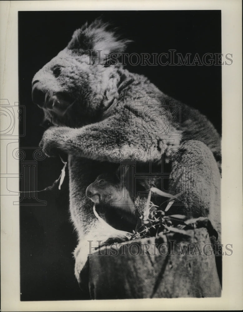 1944 Press Photo A baby koala looks out of its mother&#39;s pouch - mjx03216-Historic Images