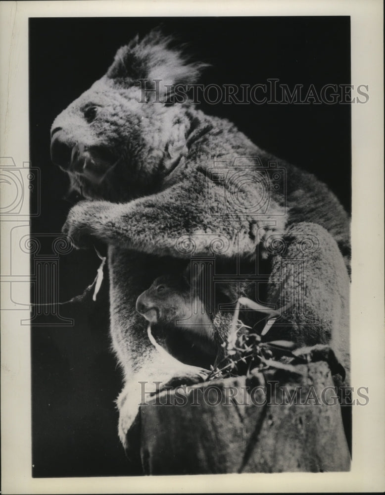 1944 Press Photo A baby koala looks out of its mother's pouch - mjx03216-Historic Images